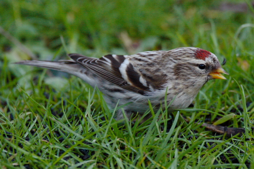 Coues's Arctic Redpoll