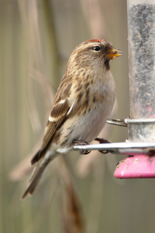 Mealy Redpoll