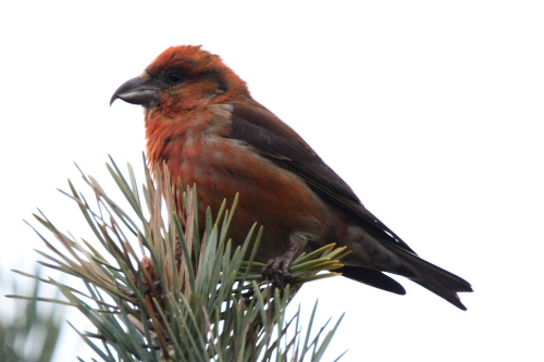 Common Crossbill