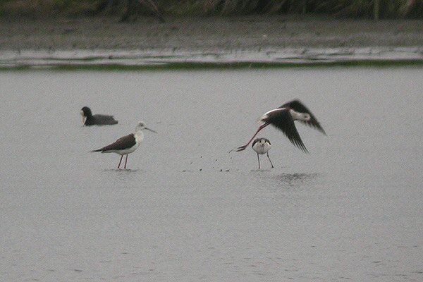 Black-winged Stilt