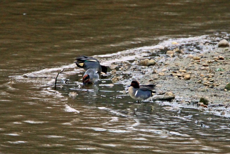 Green-winged Teal