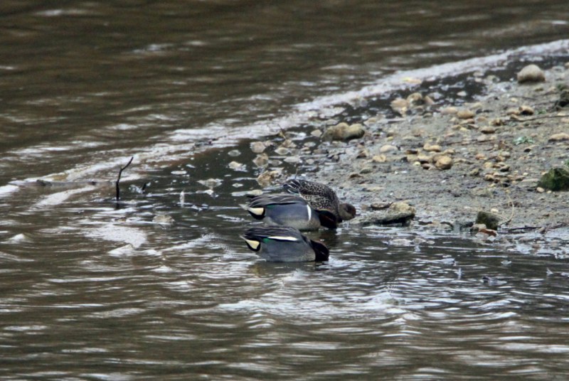 Green-winged Teal