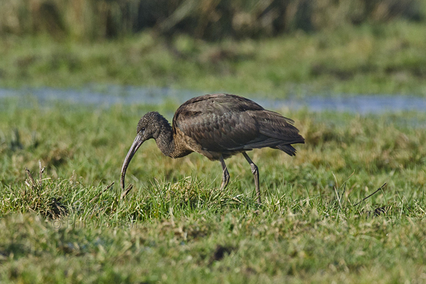 Glossy Ibis