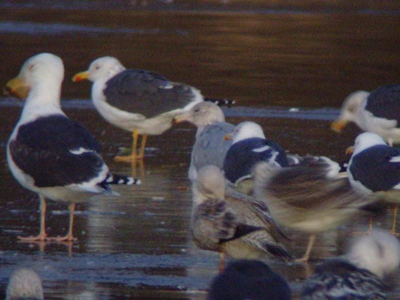 Potential Vega Gull
