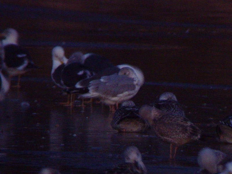 Potential Vega Gull