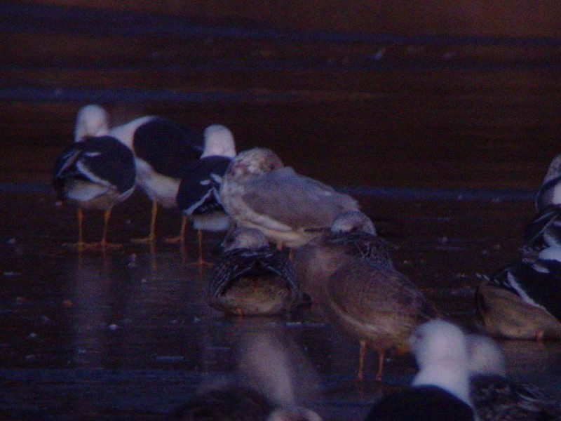 Potential Vega Gull