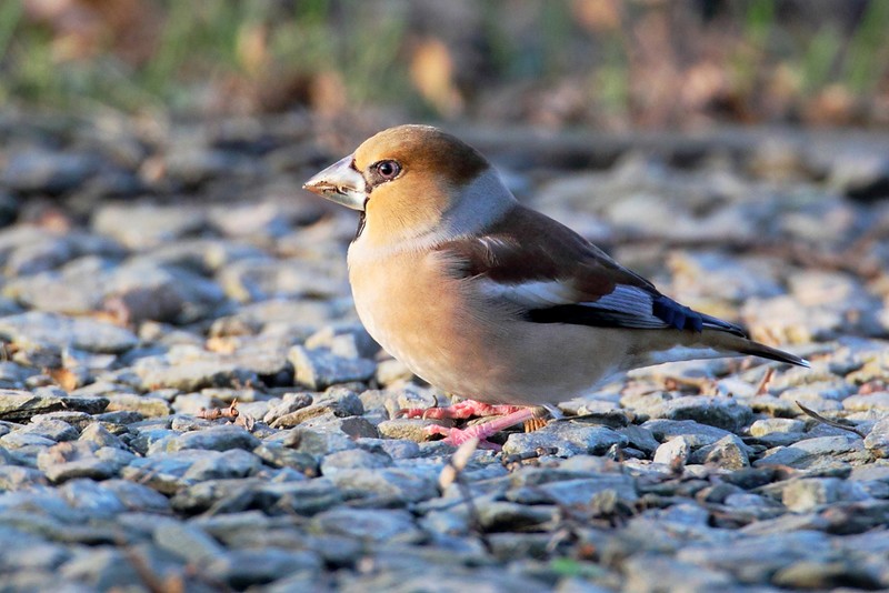 Hawfinch