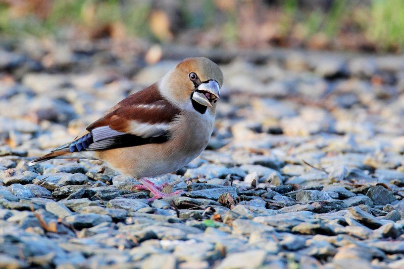 Hawfinch