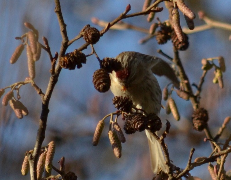 Coues's Arctic Redpoll