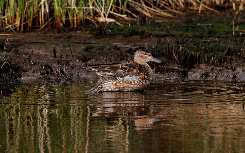 Blue-winged Teal