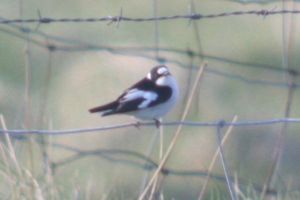 Collared Flycatcher