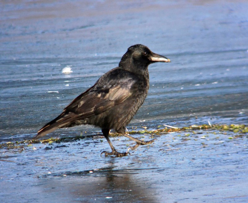 Carrion Crow