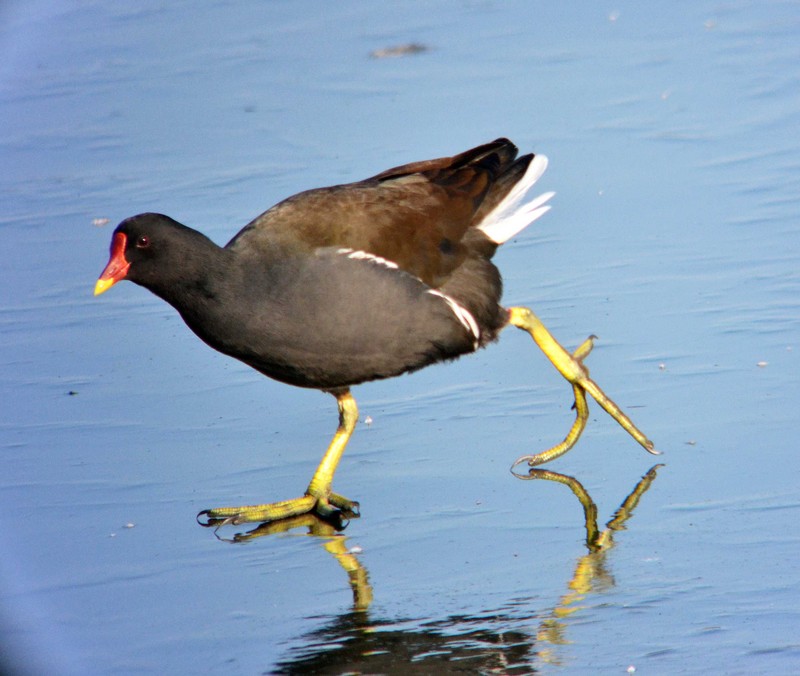 Moorhen