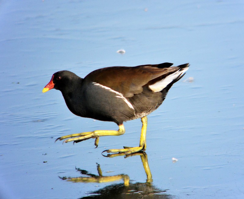 Moorhen