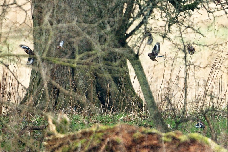 Hawfinch