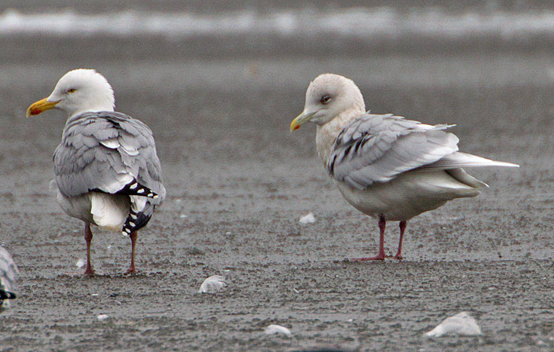 Iceland Gull