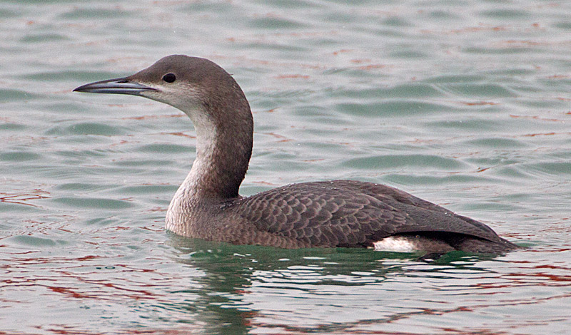 Black-throated Diver