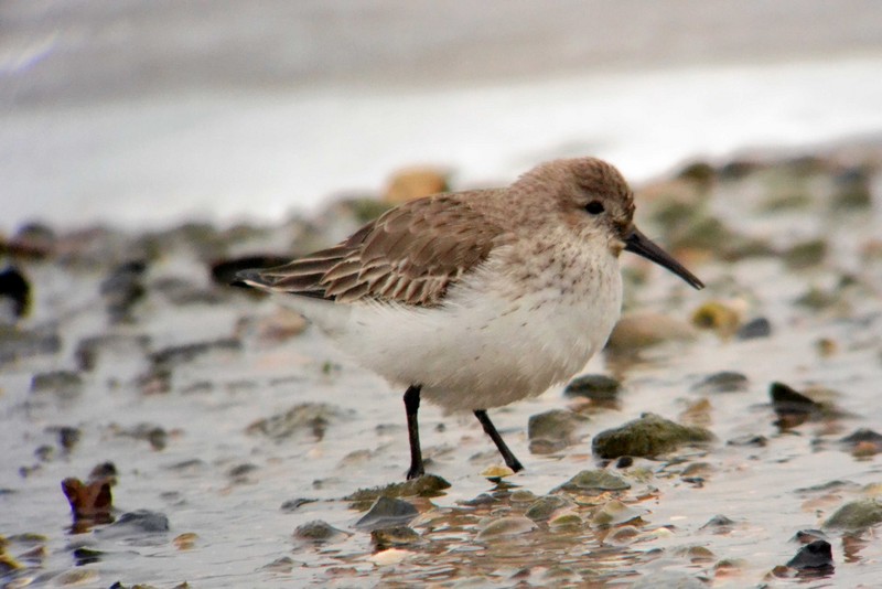 dunlin