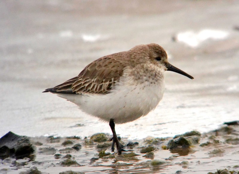 Dunlin
