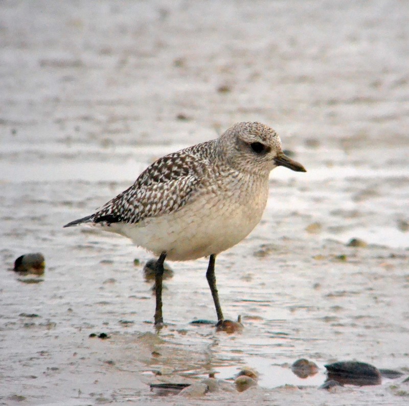 Grey Plover