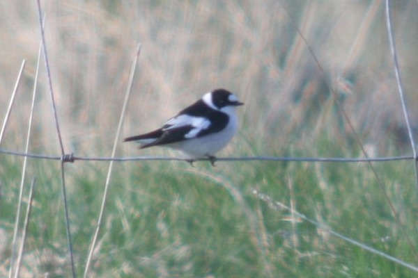 Collared Flycatcher