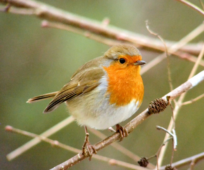 robin
