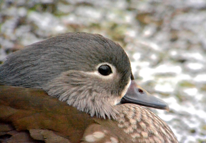 Mandarin