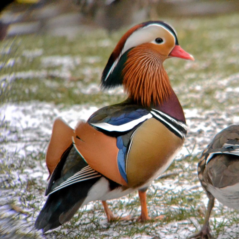 Mandarin