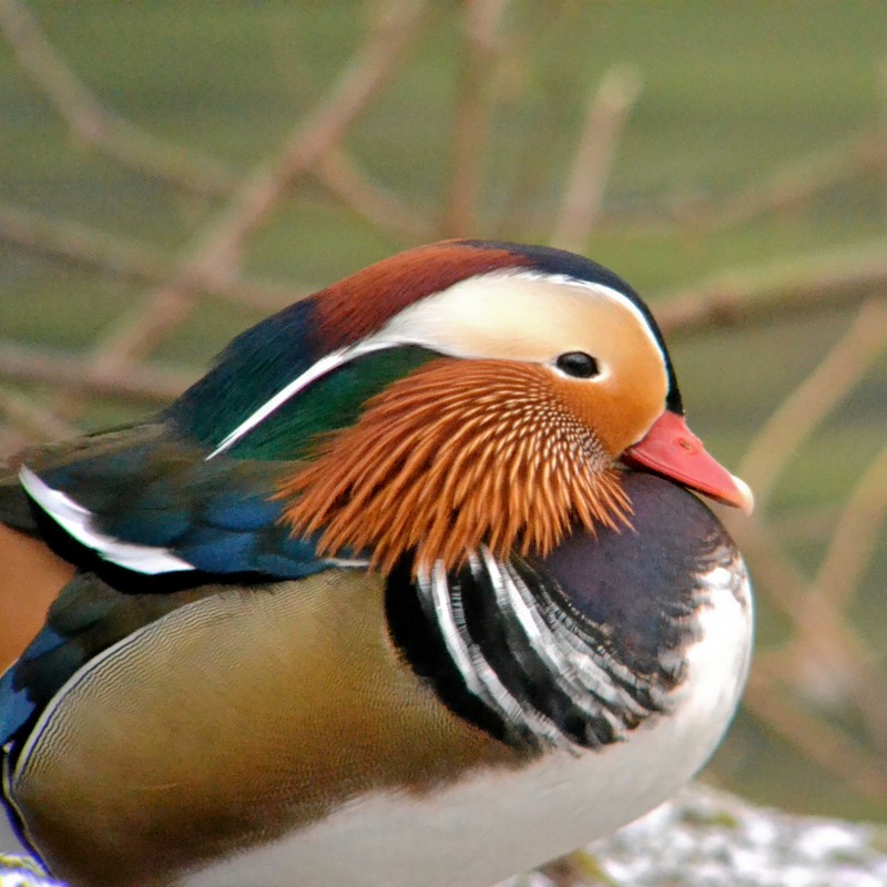 Mandarin