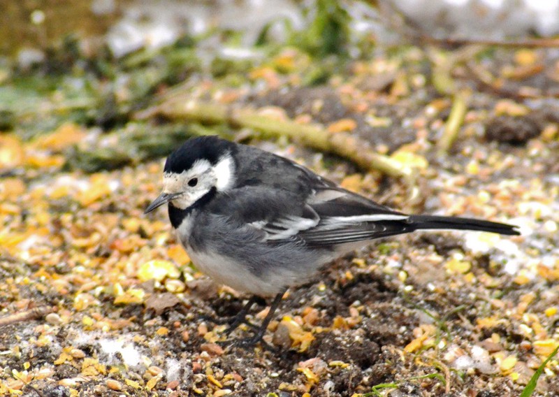 Pied Wagtail
