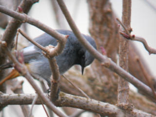 Black Redstart