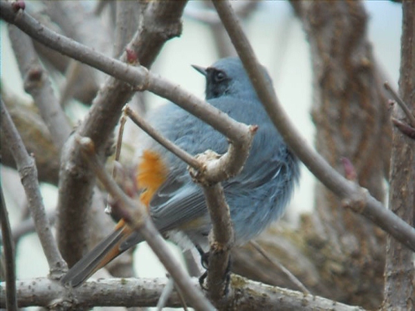 Black Redstart
