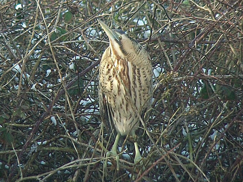 Bittern