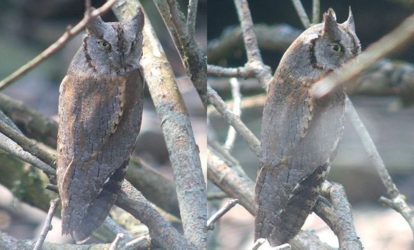 Scops Owl