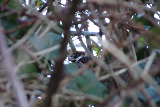 Spanish Sparrow