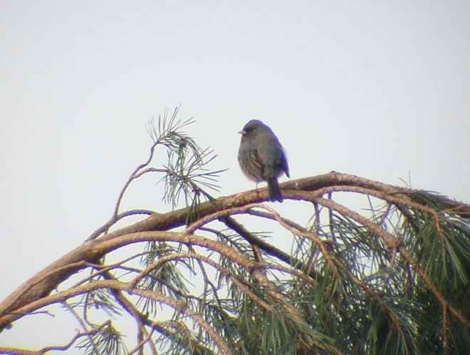 Dark-eyed Junco