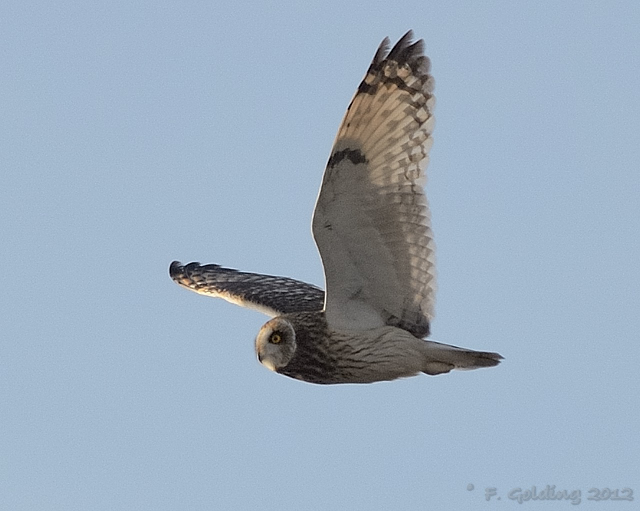 Short-eared Owl