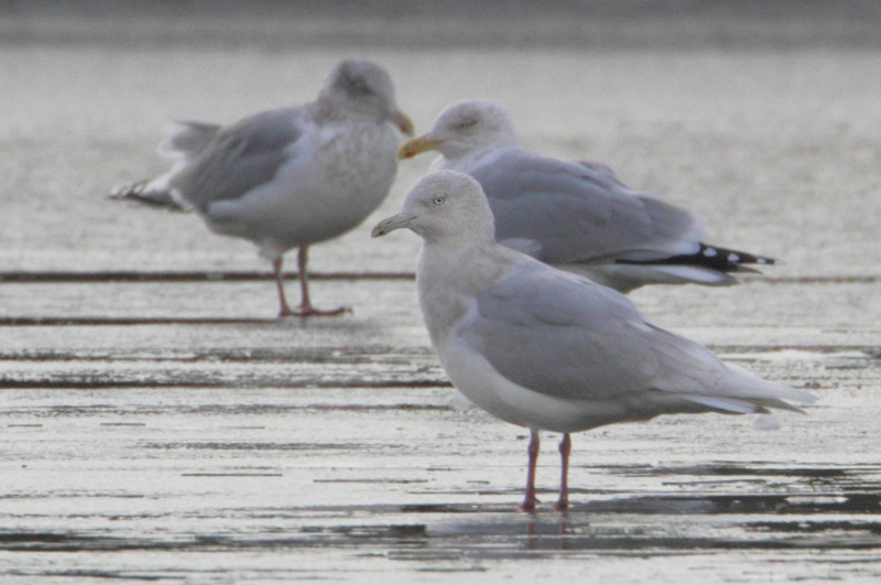 Iceland Gull