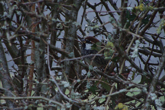 Spanish Sparrow