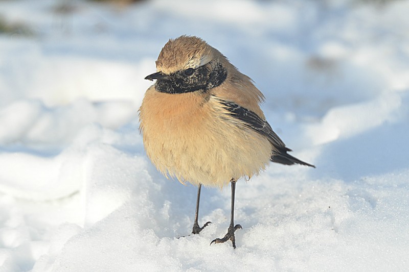 Desert Wheatear