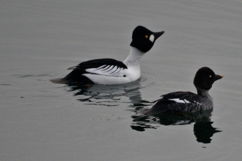 Goldeneye