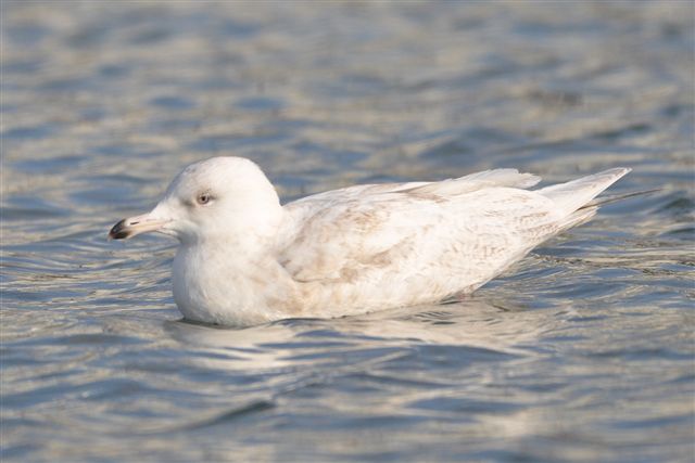 Iceland Gull