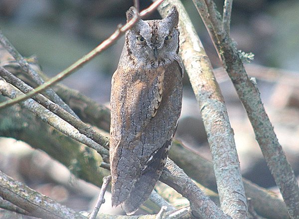 Scops Owl