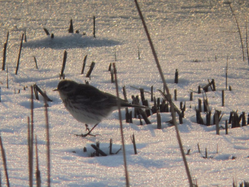 Water Pipit