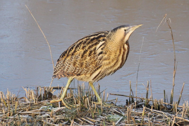 Bittern