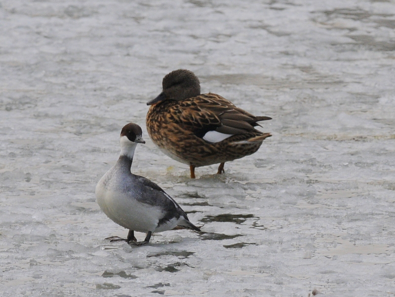 Smew