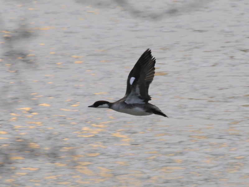 Smew