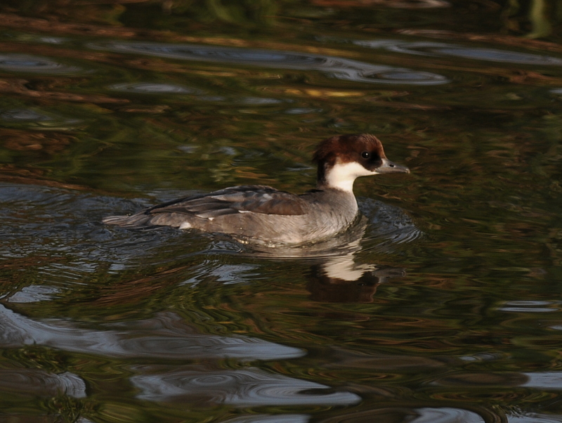 Smew