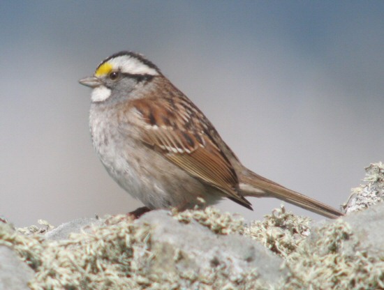 White-throated Sparrow