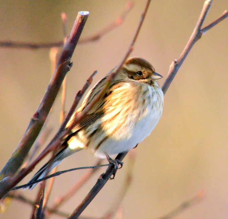 Reed Bunting